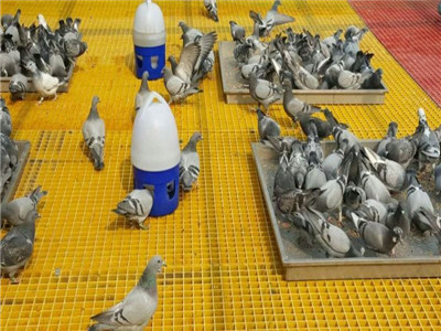 養(yǎng)鴿子鋼格柵